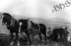 Filename=plowing_dursey.jpg
Filesize=74KiB
Dimensions=432x284
Date added=May 26, 2008 plowing_dursey.jpg