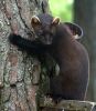 pine_marten.jpg